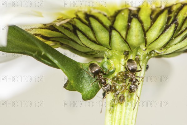 Lice and Ants on the stem of a flower