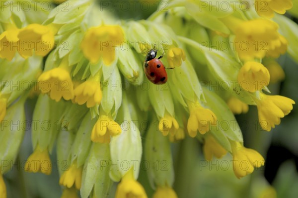 Common cowslip (Primula veris) in the garden. Ladybird with primroses, seven-spott ladybird (Coccinella septempunctata), seven-spot
