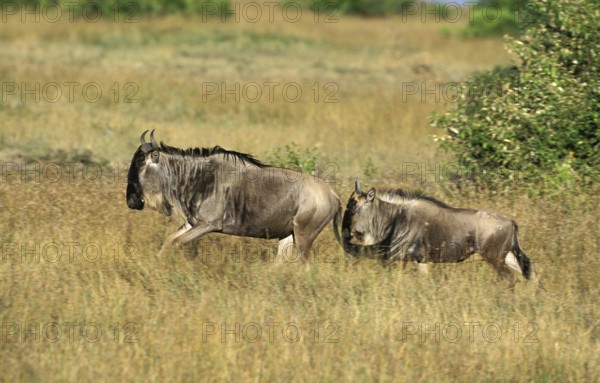 Blue Wildebeest (connochaetes taurinus), Masai Mara Park in Kenya