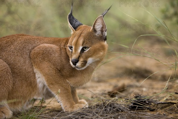 caracal (CARACAL caracal) ADULT, NAMIBIA