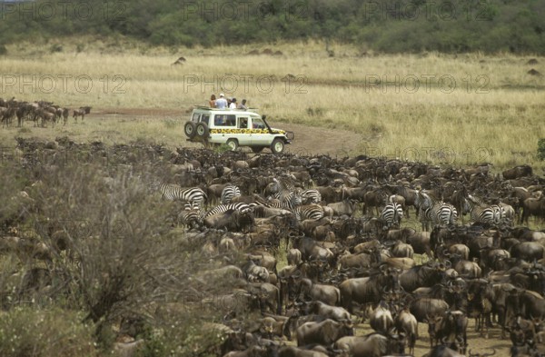 SAFARI IN MASAI MARA PARK IN KENYA DURING WILDEBEEST MIGRATION