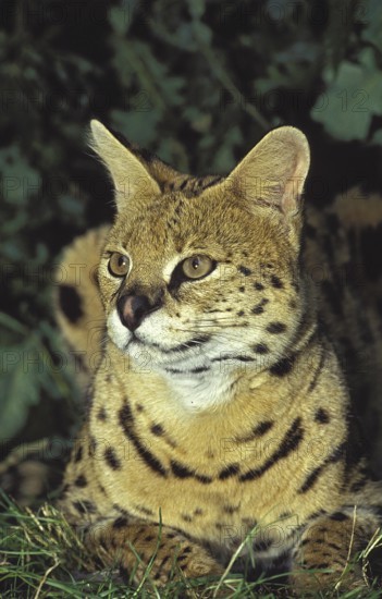 SERVAL (leptailurus serval), ADULT LAYING DOWN ON GRASS