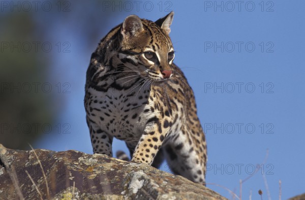 Ocelot (leopardus pardalis), ADULT ON ROCK
