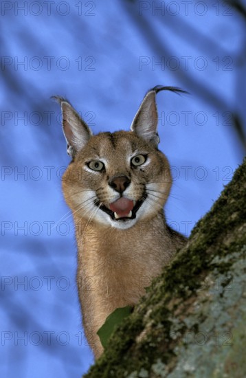 Caracal (caracal caracal), Adult snarling