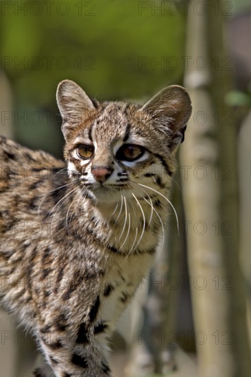 Tiger Cat or Oncilla (leopardus tigrinus), Portrait of Adult