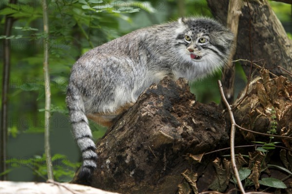 Pallas's cat (otocolobus manul) or Pallas' cat, adult on stump