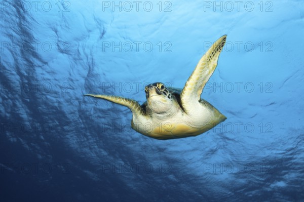 Green Sea Turtle (Chelonia mydas), Baa Atoll, Indian Ocean, Maldives, Asia