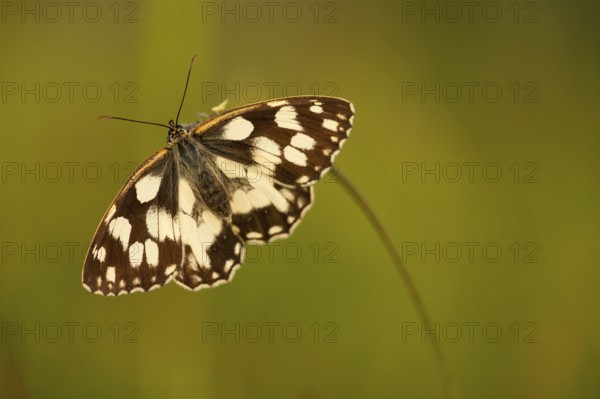 Marbled white (Melanargia galathea) North Rhine-Westphalia, Germany, Europe