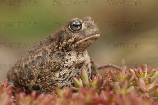 Natterjack toad (Epidalea calamita), Germany, Europe