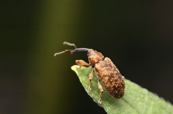 Small weevil (Dorytomus) on a leaf tip