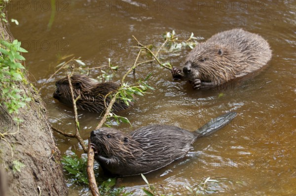 European beaver (Castor fiber) and young, Rosenheim, Bavaria, Germany, Europe