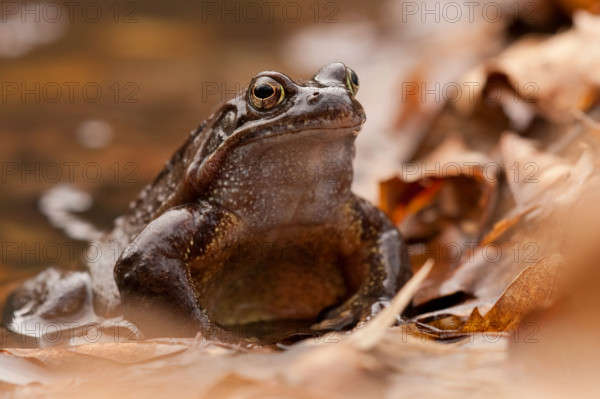 Common frog (Rana temporaria) Rhineland-Palatinate, Germany, Europe