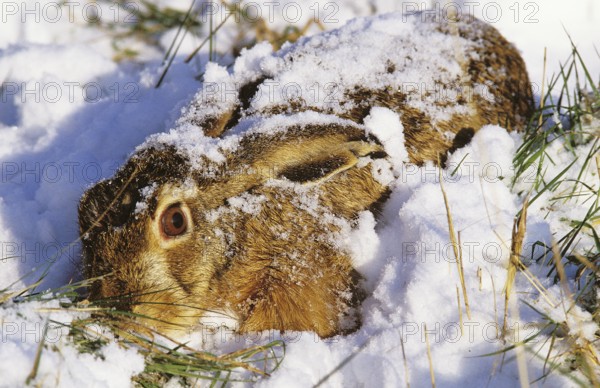 European Brown Hare (lepus europaeus), Lying Low in Snow