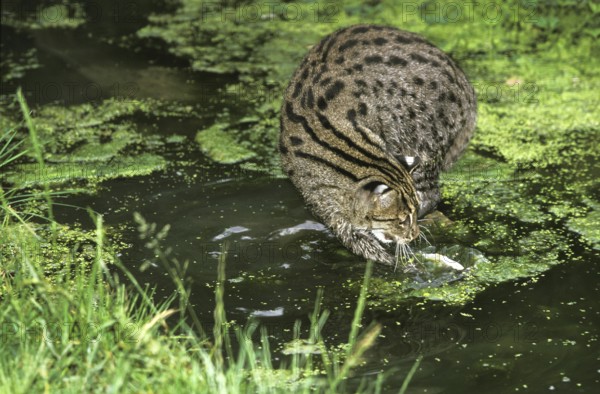 Fishing cat (prionailurus viverrinus), adult catching fish