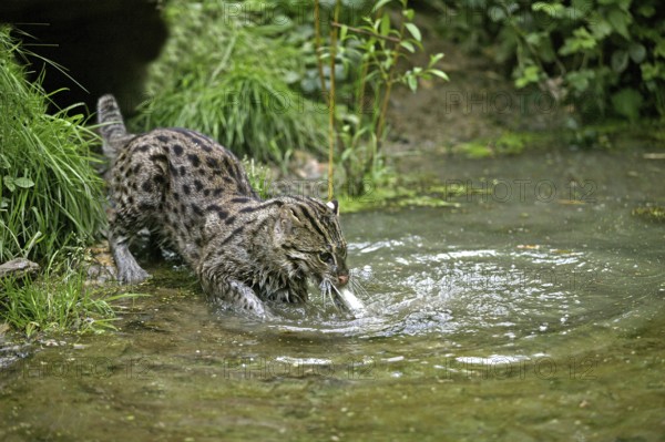 FISHING CAT (prionailurus viverrinus), ADULT IN WATER CATCHING FISH
