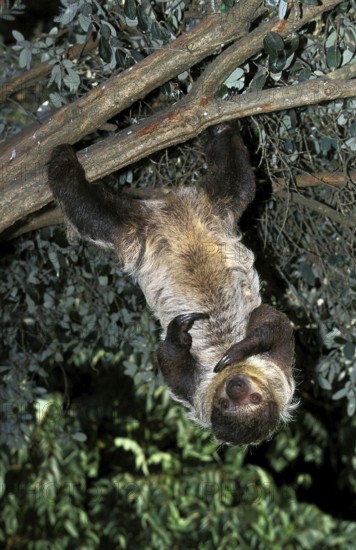 Maned Three Toed Sloth (bradypus torquatus), Adult hanging from Branch, Pantanal in Brazil