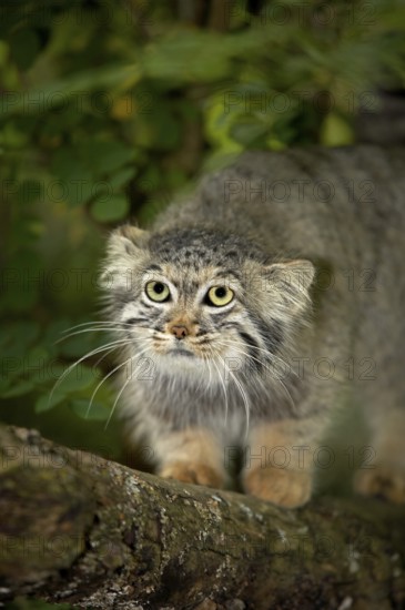 Pallas's cat (otocolobus manul) or Pallas' cat, adult on branch
