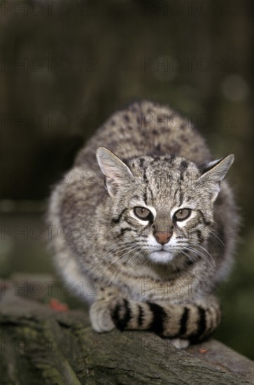 Geoffroy's cat, oncifelis geoffroyi, adult