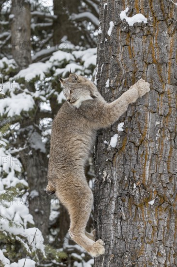 A bobcat hunts for prey in a snowy forest habitat
