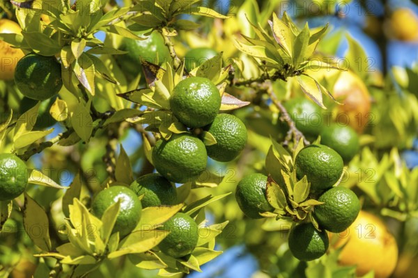 Citrus fruit