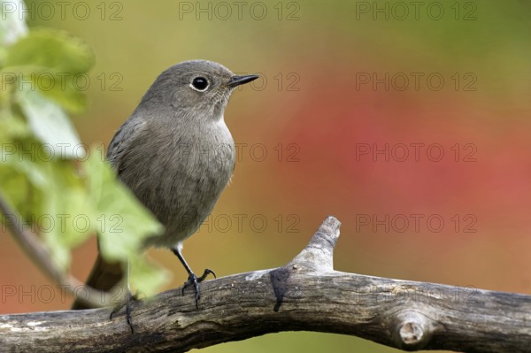 Black redstart