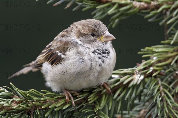 Young female house sparrow