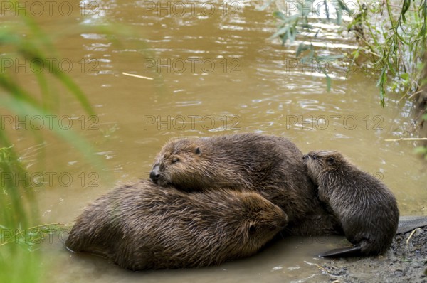 European beavers (Castor fiber) and young, Rosenheim, Bavaria, Germany, Europe