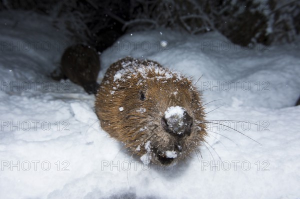 European beaver (Castor fiber), Rosenheim, Bavaria, Germany, Europe