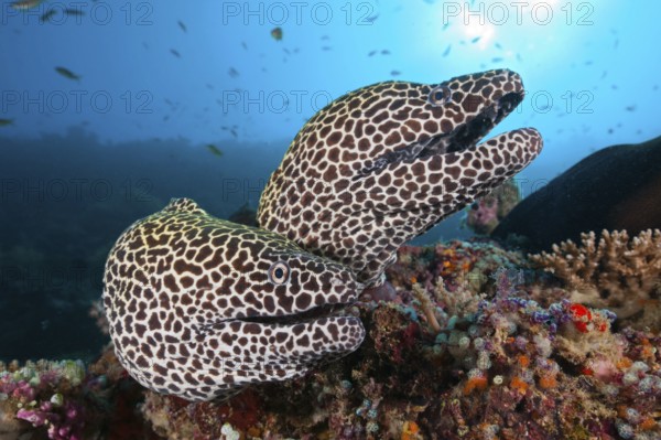 Honeycomb (Gymnothorax favagineus) Morays, North Male Atoll, Indian Ocean, Maldives, Asia