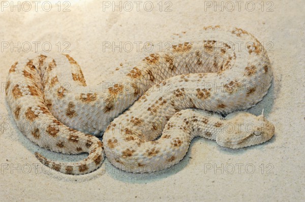 African Desert Horned Viper (Cerastes cerastes)