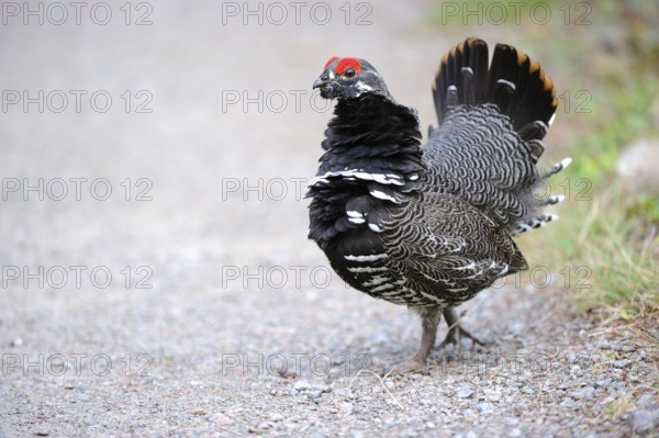 Spruce Grouse, male, Cap Breton Highlands National Park, Nova Scotia (Dendragopus Canada Grouse (Falcipennis canadensis), Canada, North America