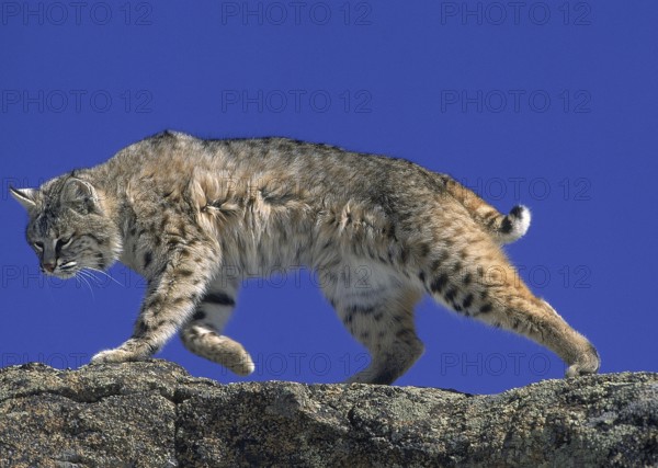BOBCAT (lynx rufus), ADULT WALKING ON ROCK, CANADA