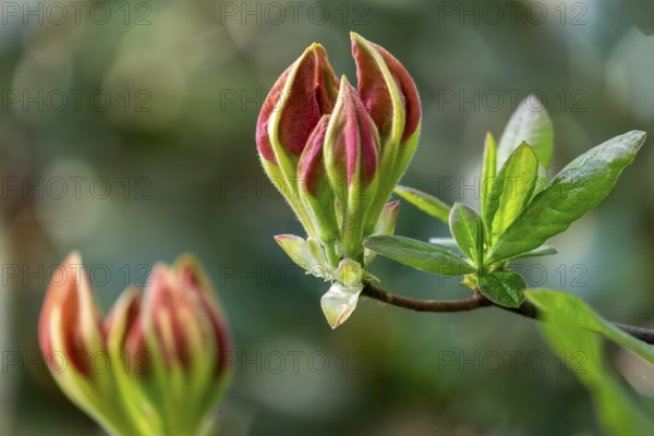Buds of a scented azalea