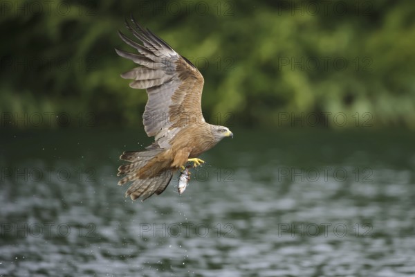 Black kite (Milvus migrans) with captured fish, exempted, Feldberger Seenlandschaft, Mecklenburg-Vorpommern, Germany, Europe