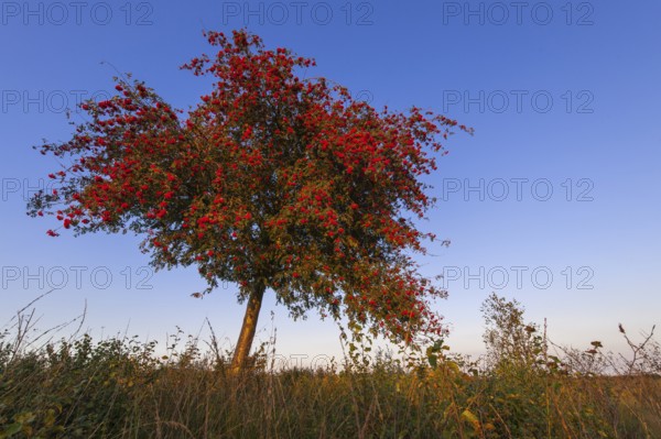 European rowan (Sorbus aucuparia) Lower Saxony, Germany, Europe