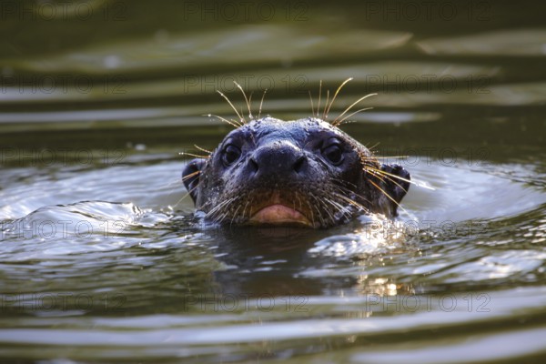 Close up of a Giant otter swimming in a river, head above water, Pantanal, Brazil, South America