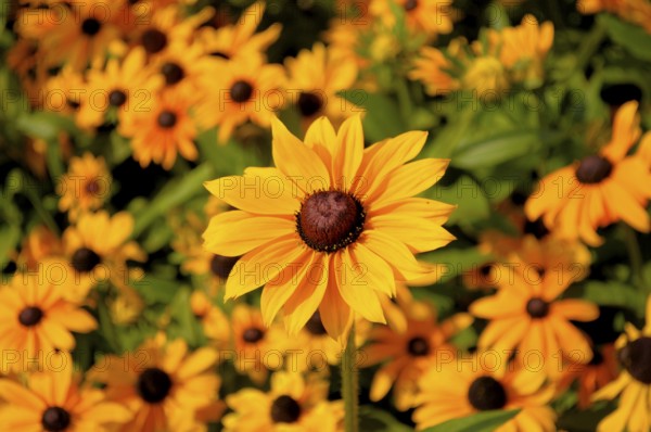 Yellow coneflower flowering in the garden, orange coneflower (Rudbeckia fulgida), Bright coneflower