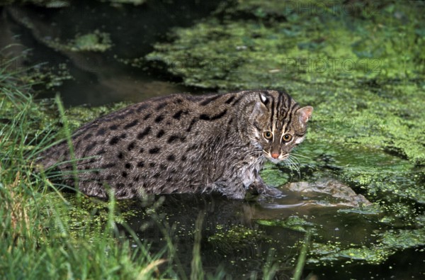 Fishing Cat (prionailurus viverrinus), Adult entering Water