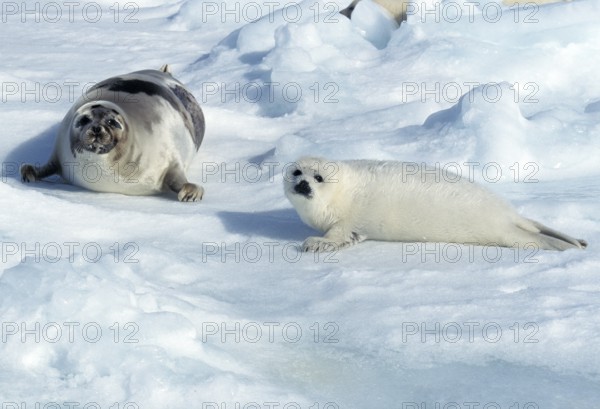 Harp seal (pagophilus groenlandicus), mother and pup lying on an ice floe, Magdalena Island in Canada