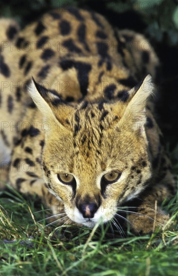 Serval (leptailurus serval), Adult