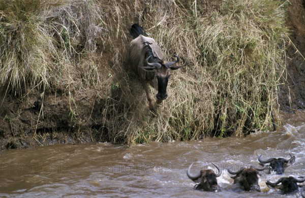 Blue Wildebeest (connochaetes taurinus), Herd crossing Mara River during Migration, Masai Mara Park in Kenya