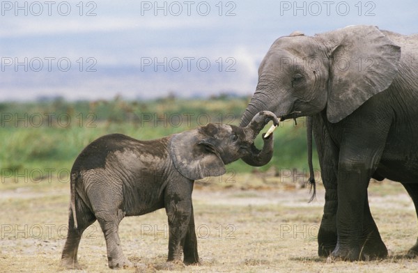 African Elephant (loxodonta africana), Femand and Calf, Masai Mara park in Kenya
