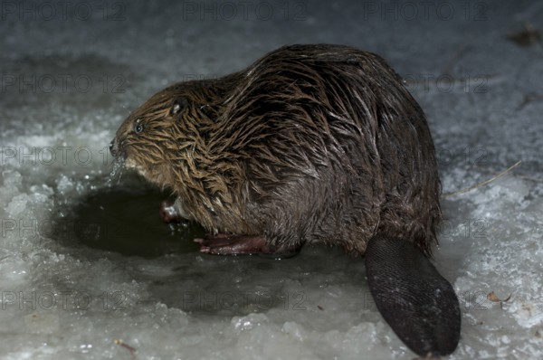 European beaver (Castor fiber), in Eisloch, Rosenheim, Bavaria, Germany, Europe