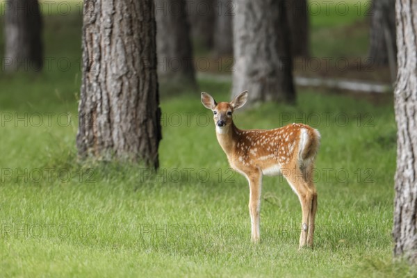 A side view of a cute fawn in a grassy field near Newman Lake, Washington