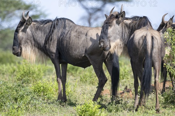 Wildebeest (Connochaetes), Ndutu Conservation Area, Tanzania, Africa