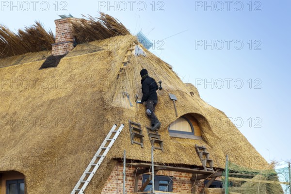 Thatcher processing thatch, Sylt Island, Schleswig-Holstein, Germany, Europe
