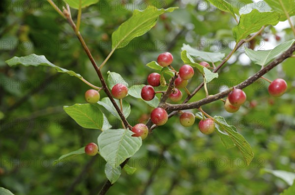 Alder buckthorn (Rhamnus frangula), buckthorn family (Rhamnaceae)