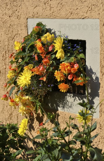 Flowers various at the window outside