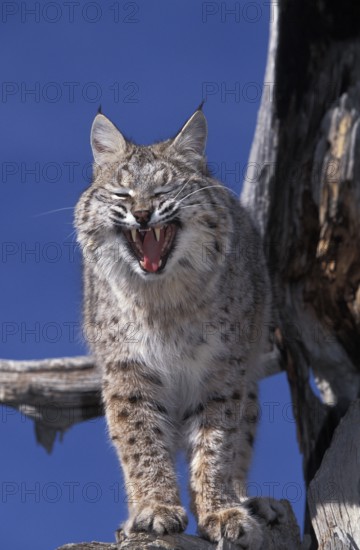 Bobcat (lynx rufus), Adult Yawning against Blue Sky, Canada, North America