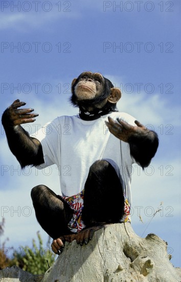 CHIMPANZEE (pan troglodytes), TRAINED AND DISGUISED ANIMAL